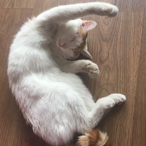 Meet your Posher, Tianhang